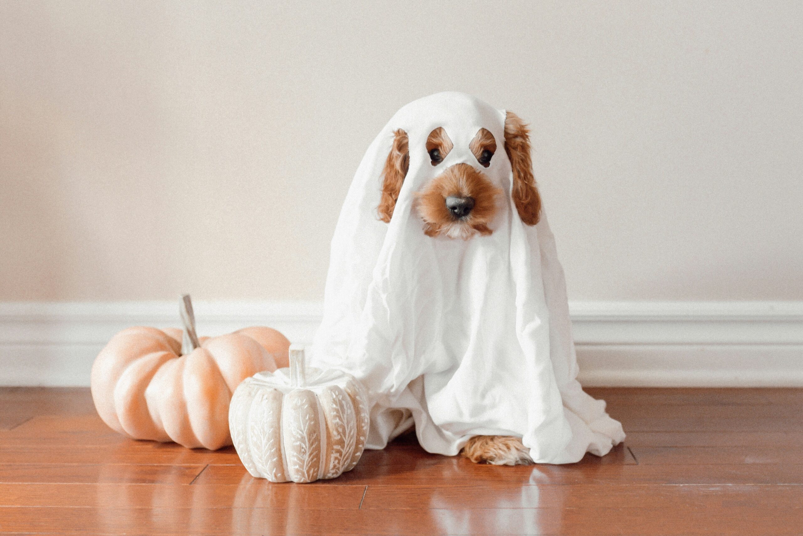 a mi hijo le da miedo halloween
